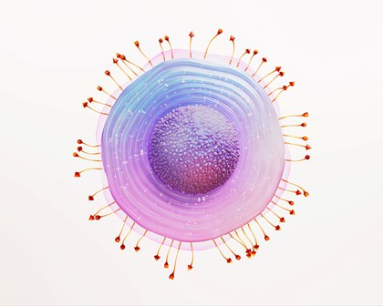 Herpes zoster Virus