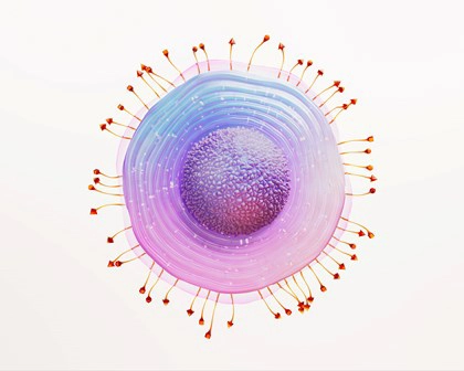 Herpes zoster Virus
