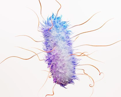 Escheria coli Bakterium