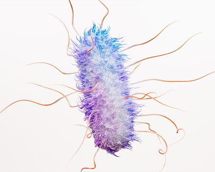 Escheria coli Bakterium