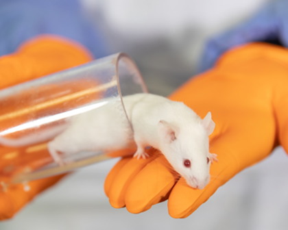 Ratte auf Hand